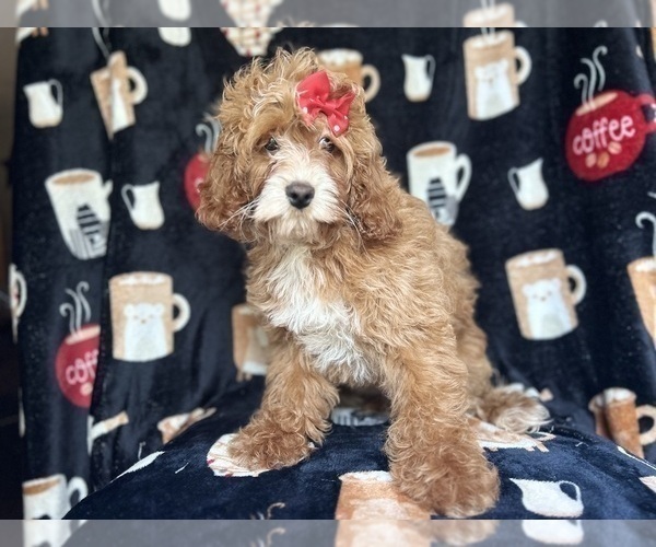 Medium Photo #5 Cock-A-Poo Puppy For Sale in LAKELAND, FL, USA