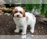 Small #4 Poodle (Miniature)