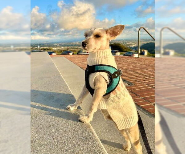 Medium Photo #2 Poodle (Miniature)-Unknown Mix Puppy For Sale in San Diego, CA, USA