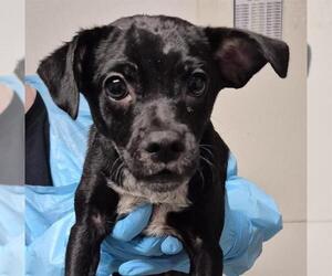Chihuahua-Unknown Mix Dogs for adoption in Bakersfield, CA, USA