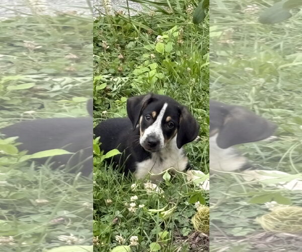Medium Photo #1 Australian Shepherd-Coonhound Mix Puppy For Sale in Parker Ford, PA, USA