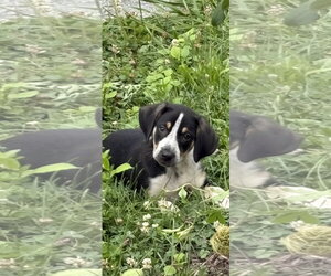 Australian Shepherd-Coonhound Mix Dogs for adoption in Parker Ford, PA, USA