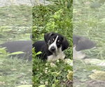 Small Photo #1 Australian Shepherd-Coonhound Mix Puppy For Sale in Parker Ford, PA, USA
