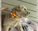 Puppy Peaches Miniature Labradoodle