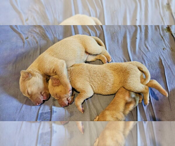 Medium Photo #19 Labrador Retriever Puppy For Sale in LEASBURG, MO, USA