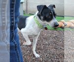 Small Photo #7 Rat Terrier-Unknown Mix Puppy For Sale in Phoenix, AZ, USA