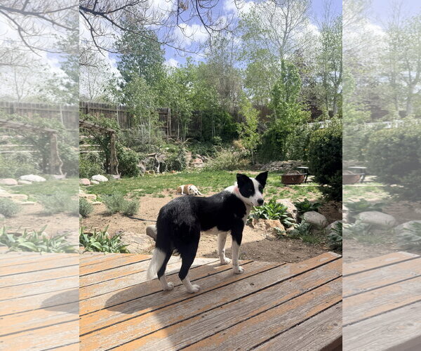 Medium Photo #6 Border Collie Puppy For Sale in Sandy, UT, USA