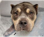 Small #9 American Pit Bull Terrier Mix