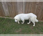 Small #16 Great Pyrenees Mix