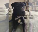 Small #16 American Staffordshire Terrier Mix