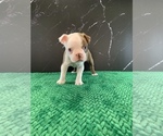Small Photo #13 Boston Terrier Puppy For Sale in TULARE, CA, USA
