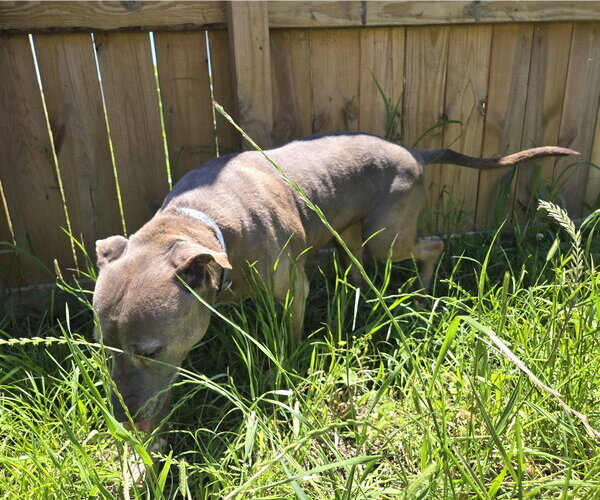 Medium Photo #2 American Staffordshire Terrier-Unknown Mix Puppy For Sale in Jackson, MS, USA