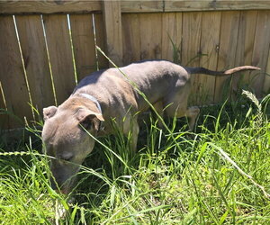 Priscilla - Female American Staffordshire Terrier-Unknown Mix Dog for Adoption - Photo #2