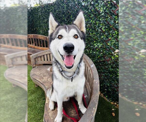 Medium Photo #1 Siberian Husky Puppy For Sale in Santa Barbara, CA, USA