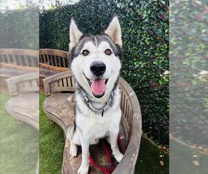 Siberian Husky Dogs for adoption in Santa Barbara, CA, USA