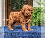 Small #2 Goldendoodle (Miniature)