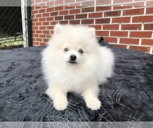 Pomeranian Puppy for sale in DAWSONVILLE, GA, USA
