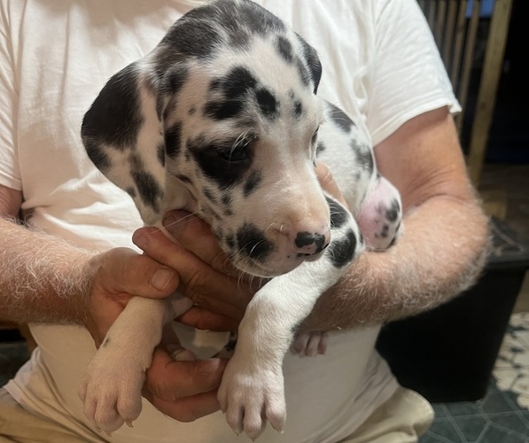 Medium Photo #4 Great Dane Puppy For Sale in SPRAGGS, PA, USA