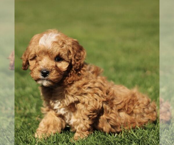 Medium Photo #3 Cavapoo (Miniature) Puppy For Sale in RONKS, PA, USA