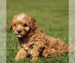 Small #2 Cavapoo (Miniature)