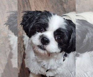 Shih Apso Dogs for adoption in Mooresville, NC, USA