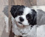 Small Shih Apso