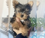 Small Photo #7 Yorkshire Terrier Puppy For Sale in OAK LAWN, IL, USA