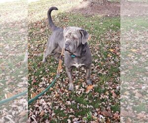 Livia - Female Neapolitan Mastiff Dog for Adoption - Photo #2