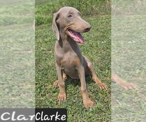 Doberman Pinscher Puppy for sale in POMEROY, OH, USA