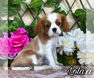 Cavalier King Charles Spaniel Puppy for sale in MIAMI, FL, USA