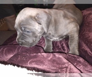 Cane Corso Puppy for sale in MEDARYVILLE, IN, USA