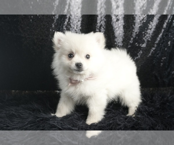 Medium Photo #35 Pomeranian Puppy For Sale in WARSAW, IN, USA