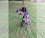 Small #3 Great Dane