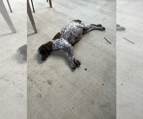 Medium Photo #1 German Shorthaired Pointer Puppy For Sale in VALLEY CENTER, CA, USA