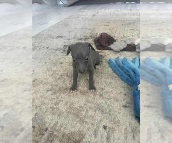 Medium Photo #5 Italian Greyhound Puppy For Sale in FORT LAUDERDALE, FL, USA
