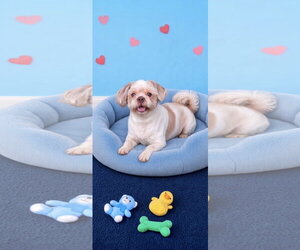 Shih Tzu Dogs for adoption in Weston, FL, USA