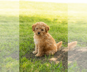 Goldendoodle-Poodle (Miniature) Mix Puppy for sale in BREMEN, IN, USA