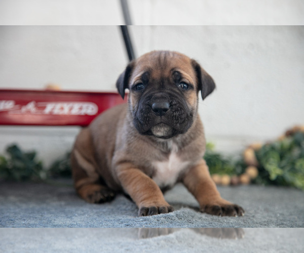 Medium Photo #2 Cane Corso Puppy For Sale in BIRD IN HAND, PA, USA