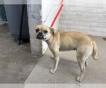 Small Pug Mix