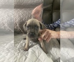 Small Photo #10 Cane Corso Puppy For Sale in DONEGAL, PA, USA