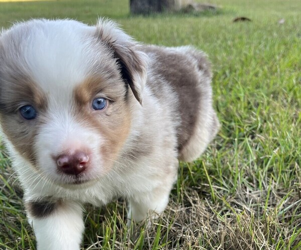 Medium Photo #7 Miniature Australian Shepherd Puppy For Sale in MONTICELLO, SC, USA