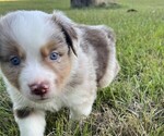 Small #6 Miniature Australian Shepherd