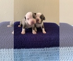 Small Photo #5 American Bully Puppy For Sale in BATON ROUGE, LA, USA