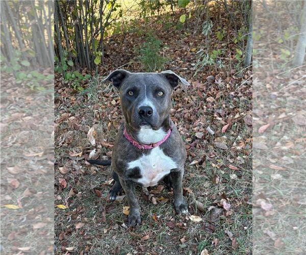 Medium Photo #14 American Pit Bull Terrier Puppy For Sale in Spring Lake, NJ, USA