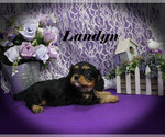 Small #14 Cavalier King Charles Spaniel