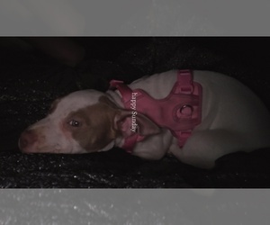 American French Bull Terrier Puppy for sale in FLUSHING, NY, USA