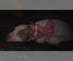 Storm - Female American French Bull Terrier Puppy for Sale - Small photo