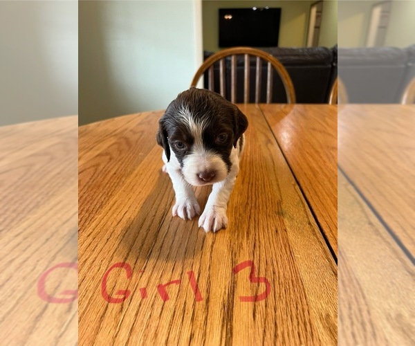 Medium Photo #5 Brittany Puppy For Sale in EAST PRAIRIE, MO, USA