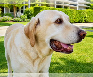 Atticus Finch - Male Labrador Retriever Dog for Adoption - Photo #3