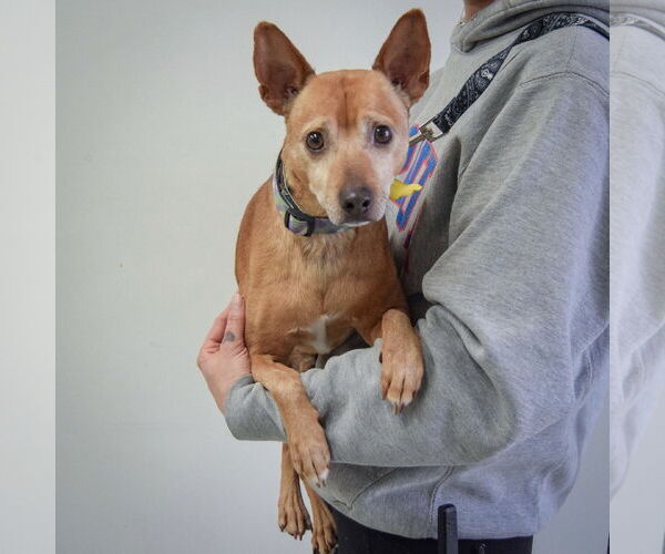 Medium Photo #3 Italian Greyhuahua Puppy For Sale in Huntley, IL, USA